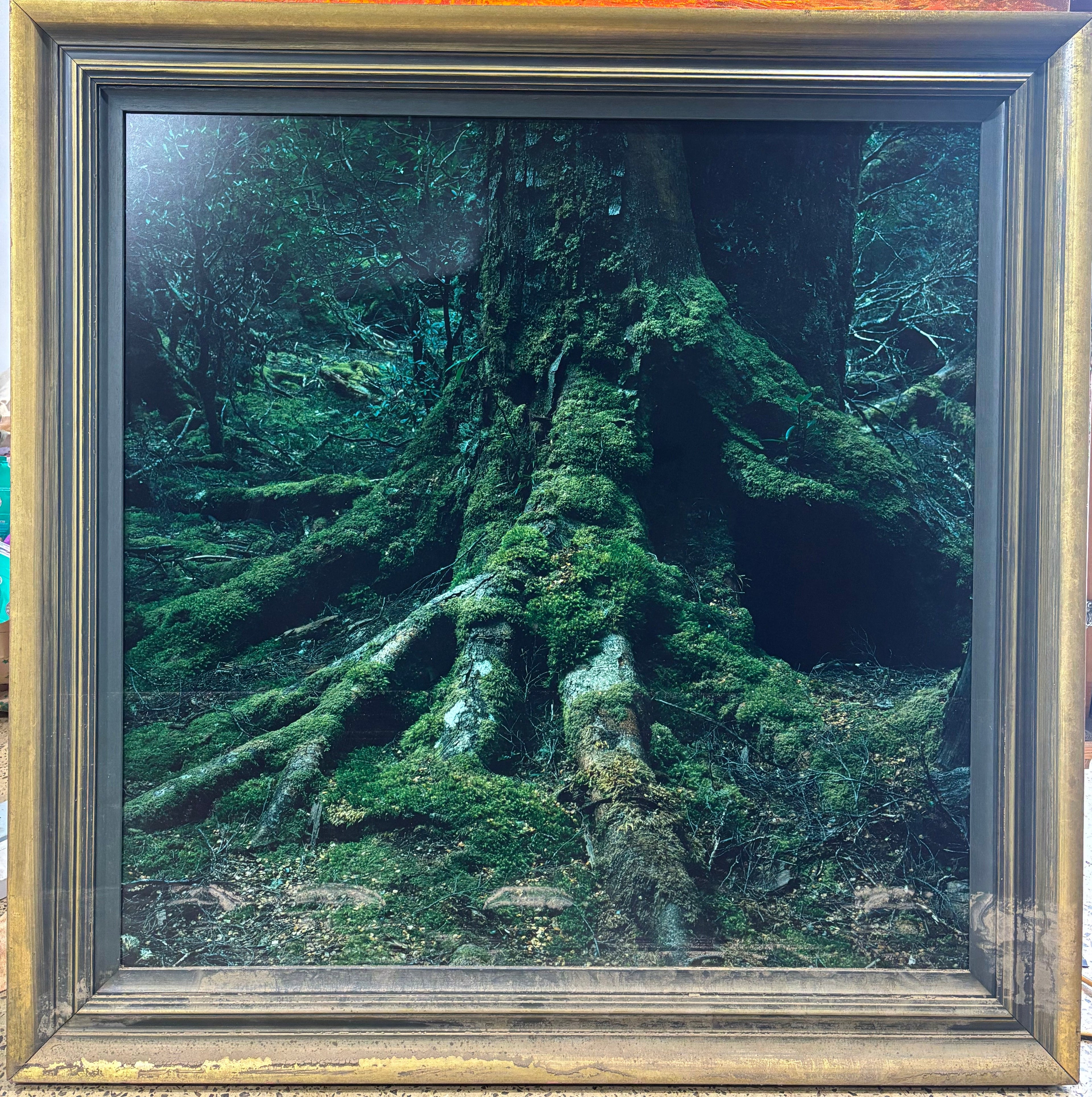 Dark Nature, framed photograph