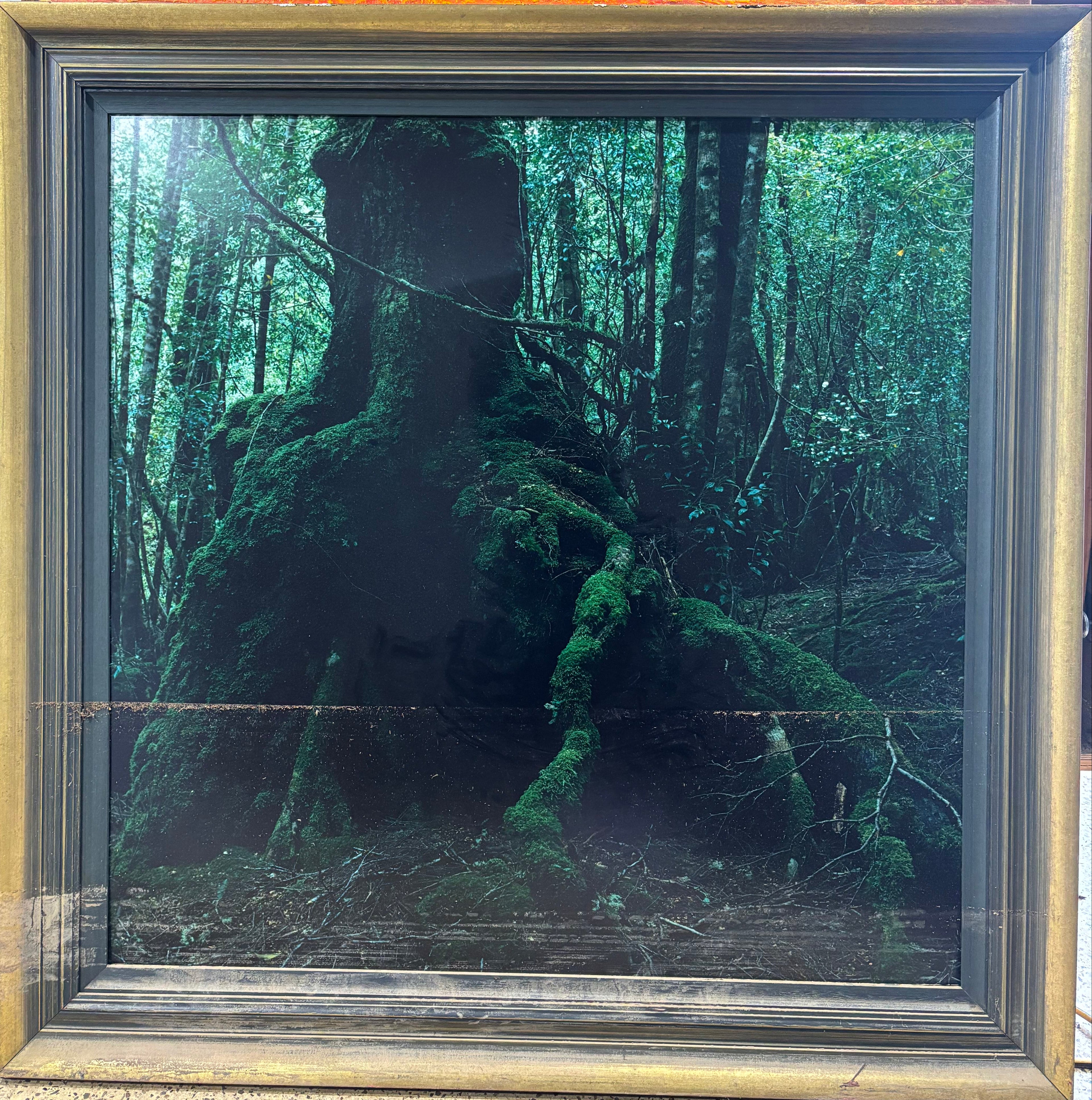 trees 2