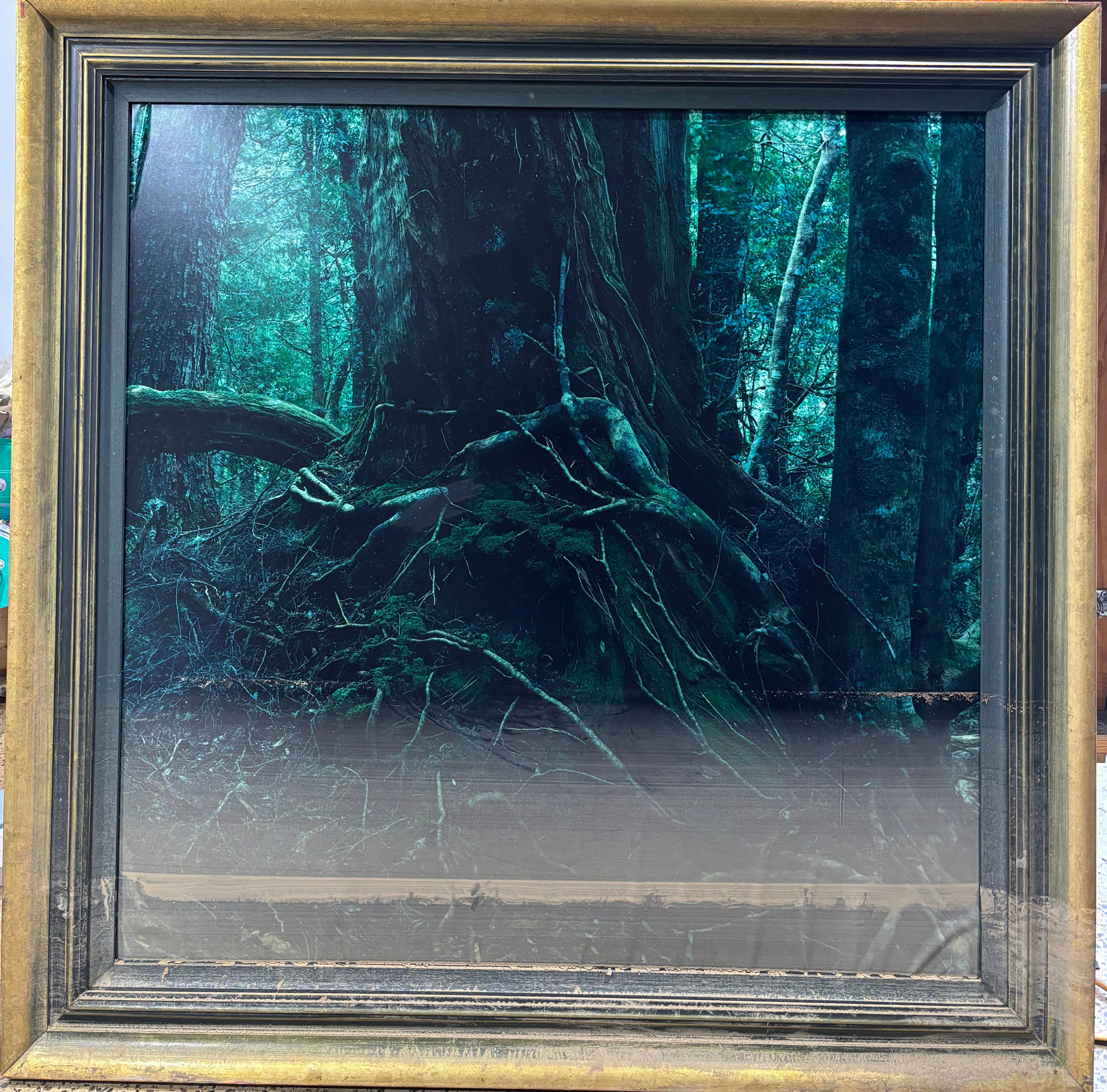 framed photo, "trees"